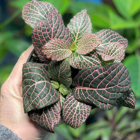 Fittonia Pink Vein 4 inch