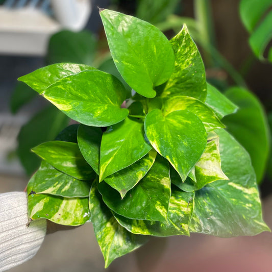 Golden Pothos 4 inch