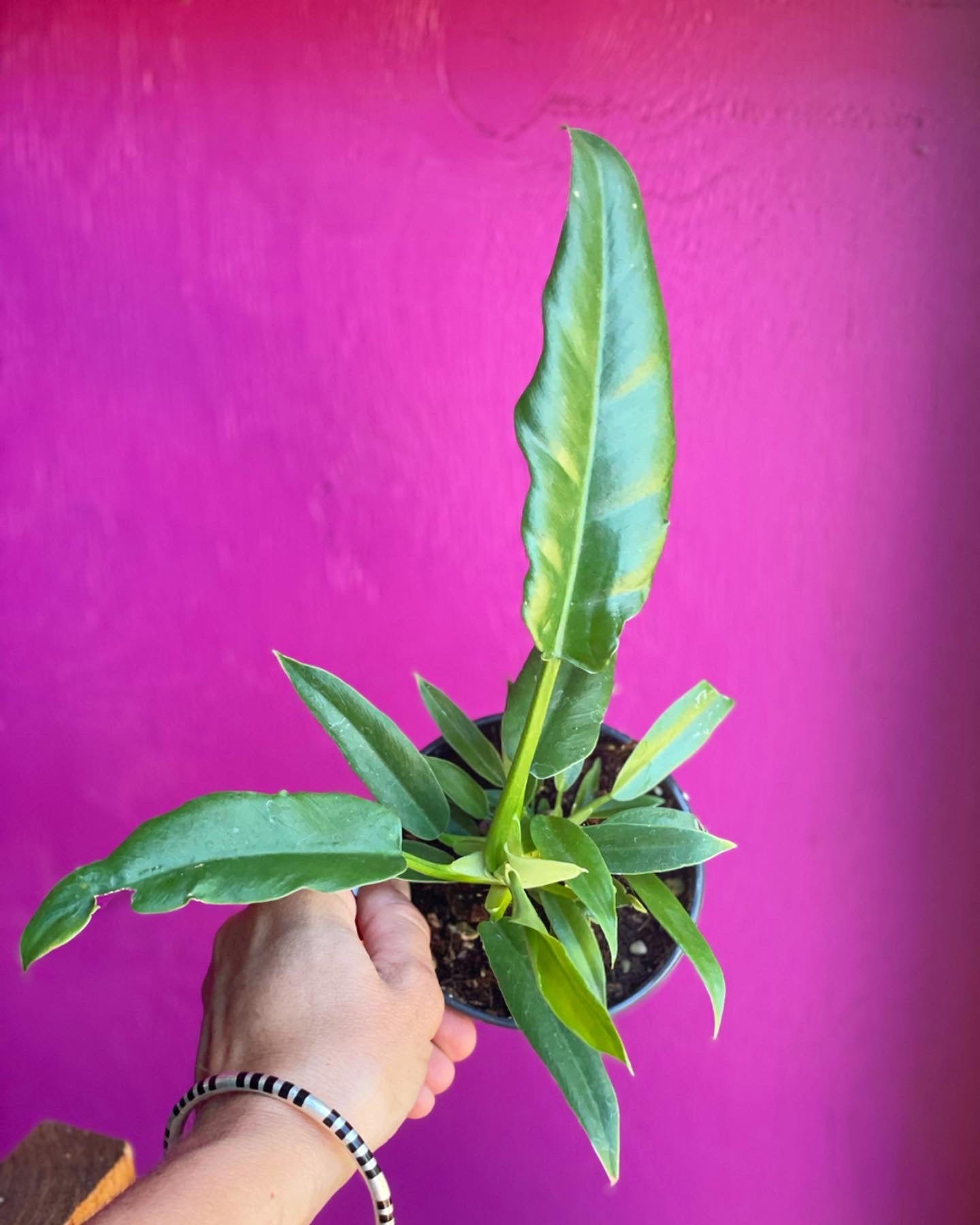 Philodendron Narrow 4 inch