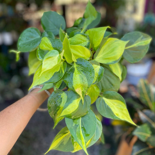 Philodendron Brasil 4 inch
