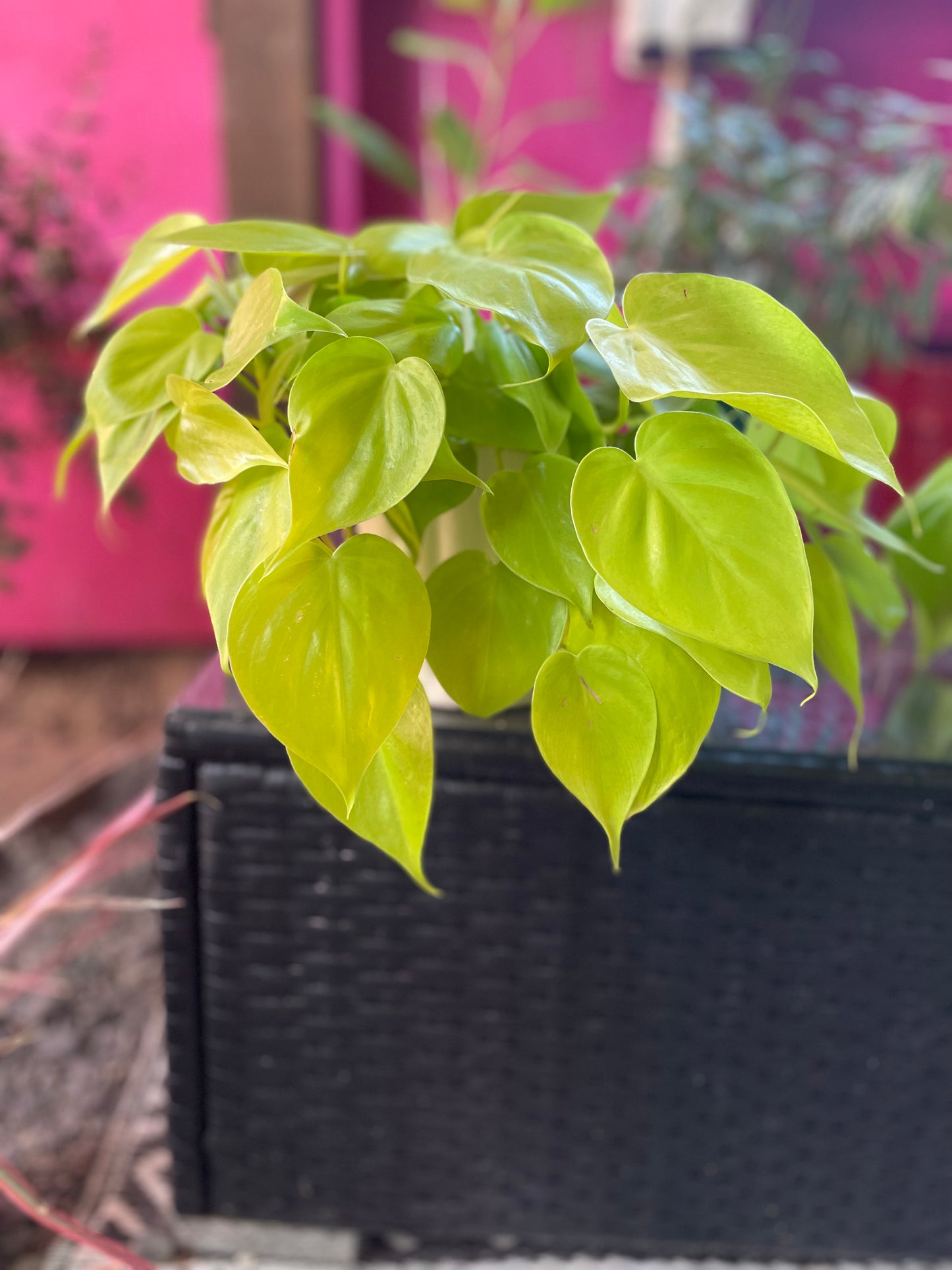 Philodendron Lemon Lime 4 inch