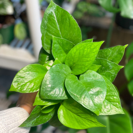 Jade Pothos 4 inch