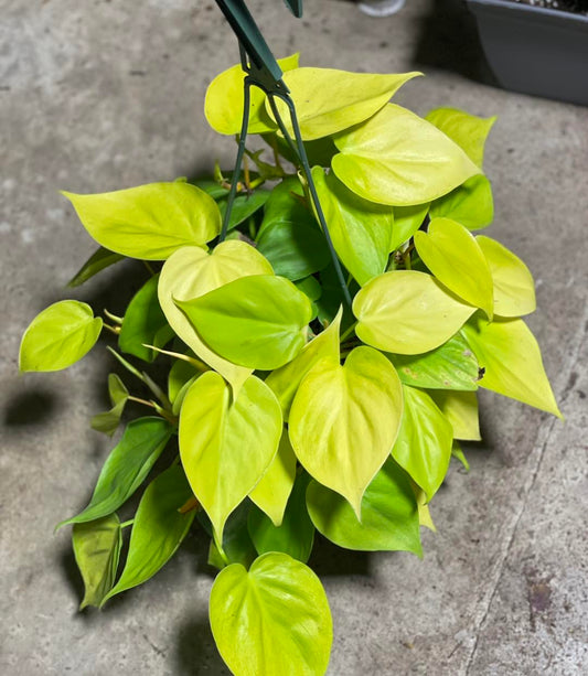 Philodendron Lemon Lime 6 inch HB