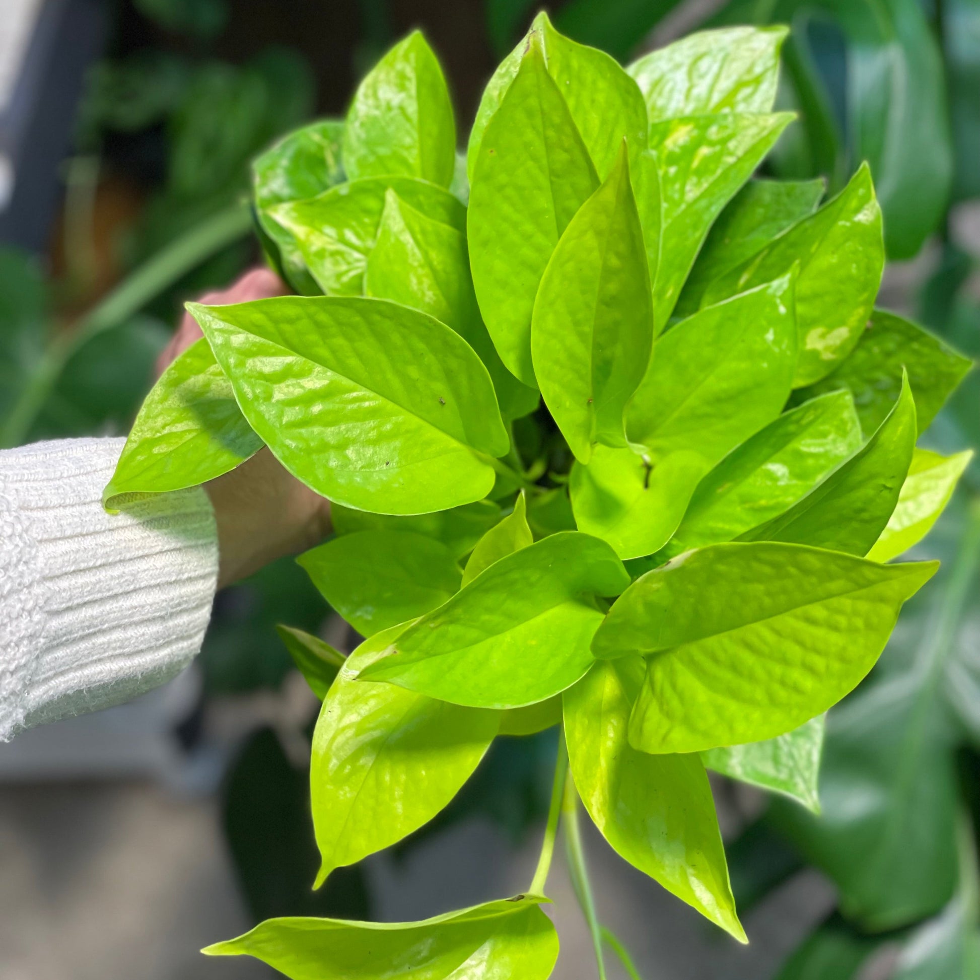 neon pothos drooping Neon Pothos 4 inch – Plant Smiles Greenery