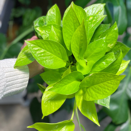 Neon Pothos 4 inch