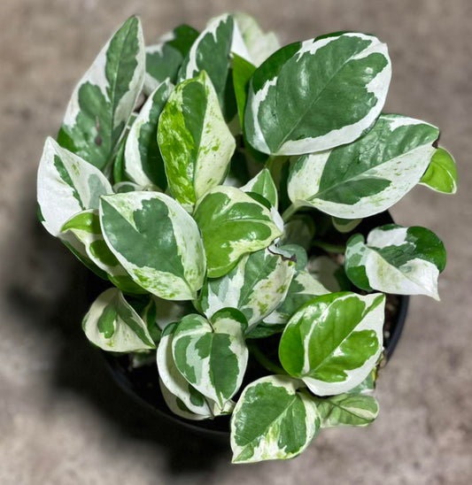 Pothos Pearls and Jade 6 inch