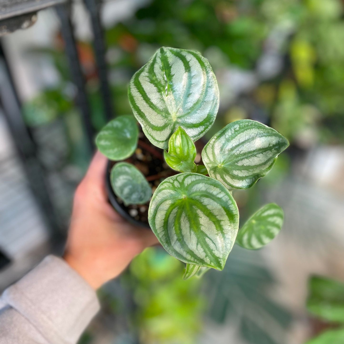 Watermelon Peperomia 4 inch