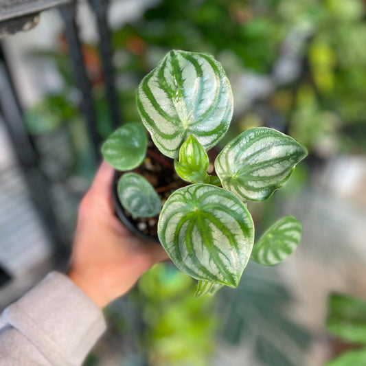 Watermelon Peperomia 4 inch