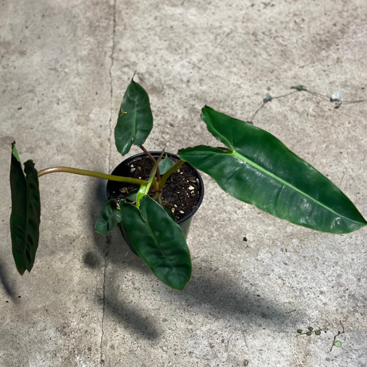 Philodendron Billietiae 4 inch
