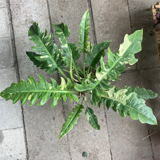 Philodendron Ring of Fire 6 inch
