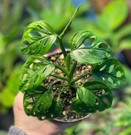 Swiss Cheese Monstera adansonii 4 inch