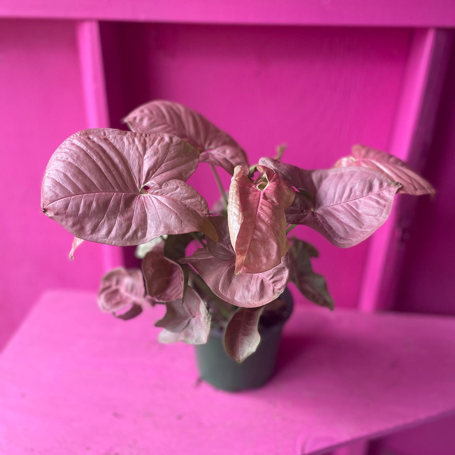 Syngonium Pink 6 inch