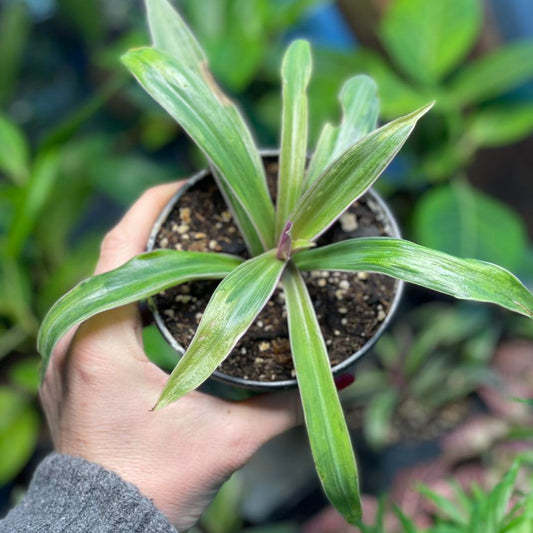Rhoeo Discolor Tricolor Compacta 4 inch