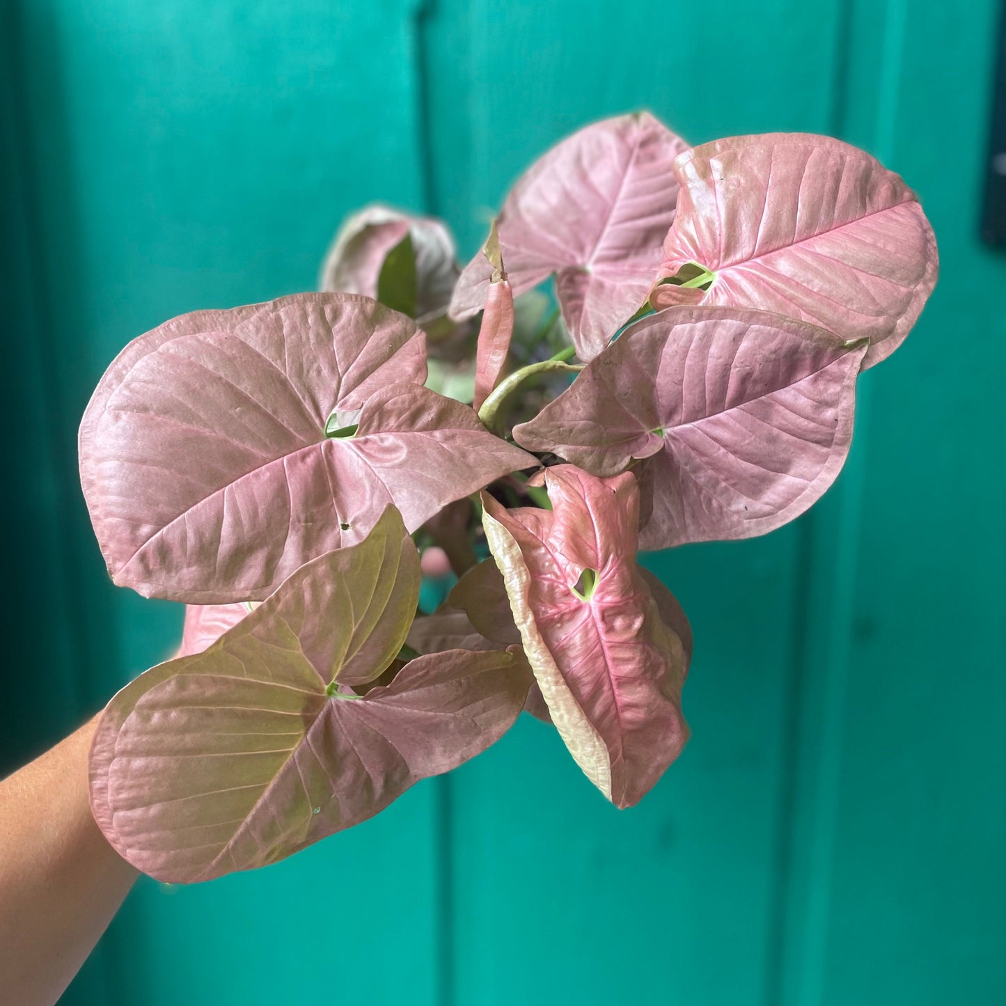 Syngonium Pink 6 inch