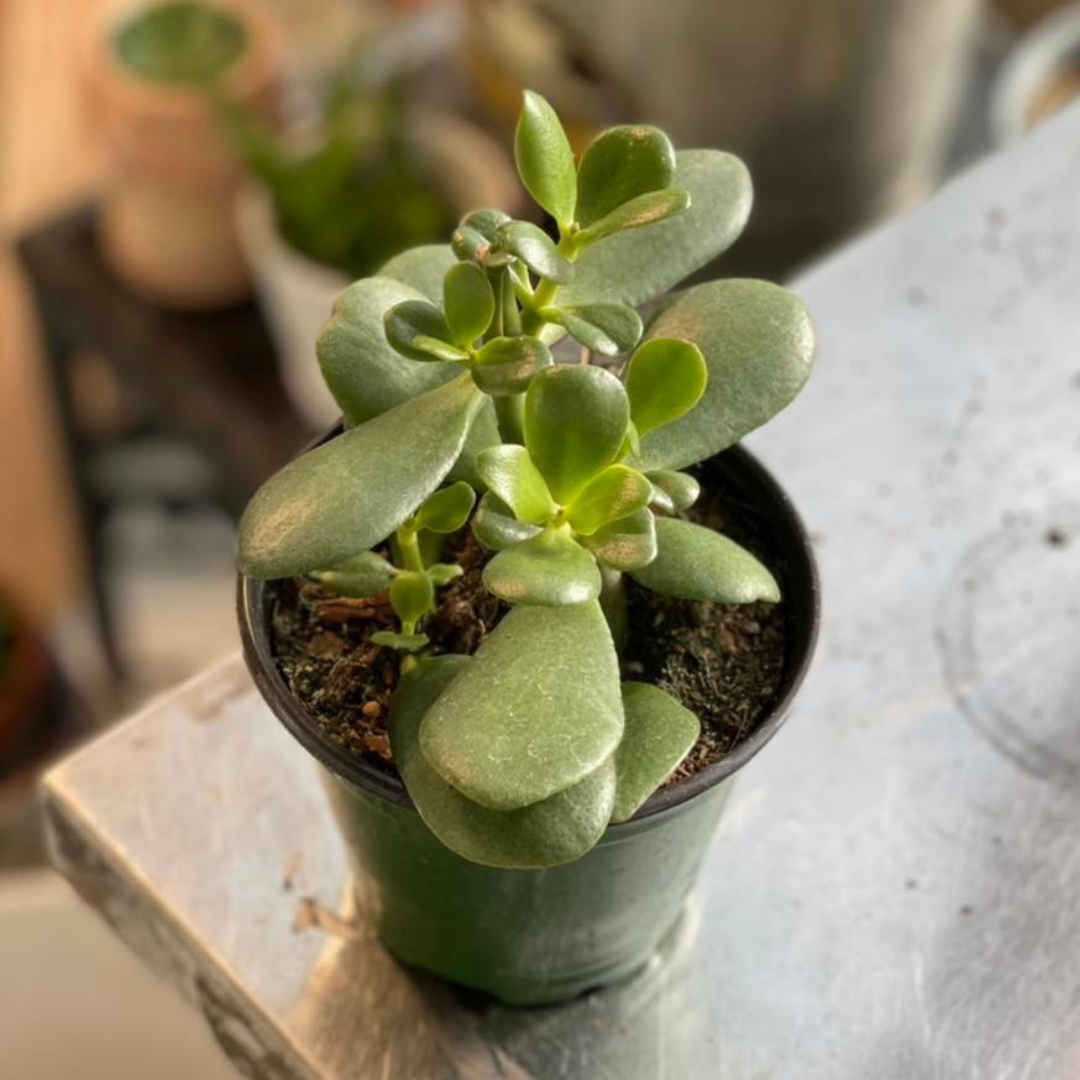 Jade plant 4 inch