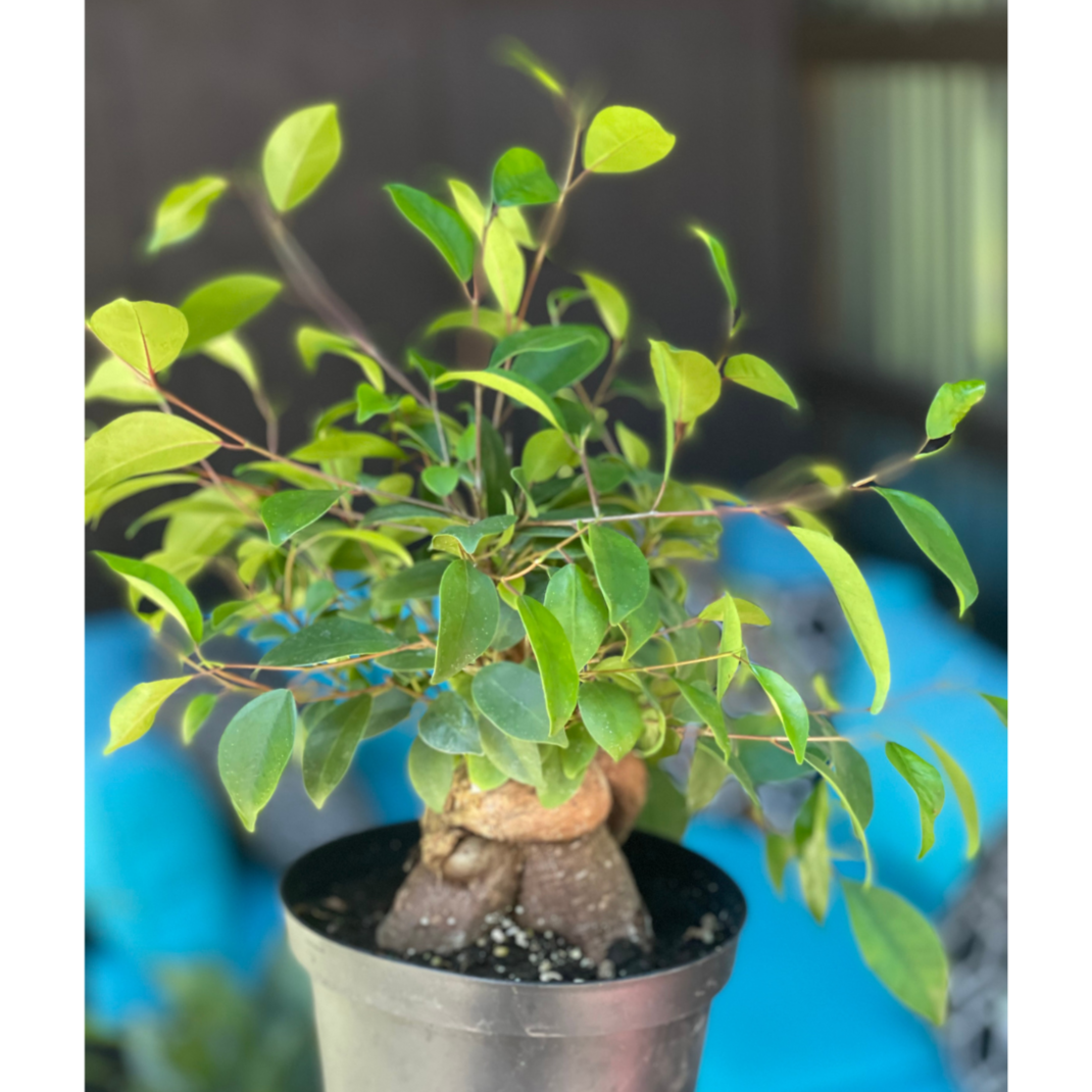 Bonsai 6 inch