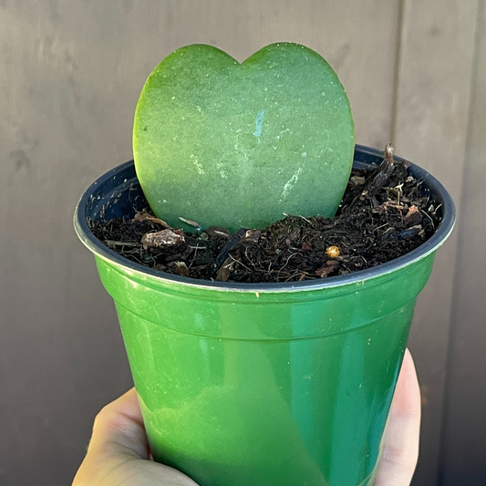 Hoya Heart 4 inch