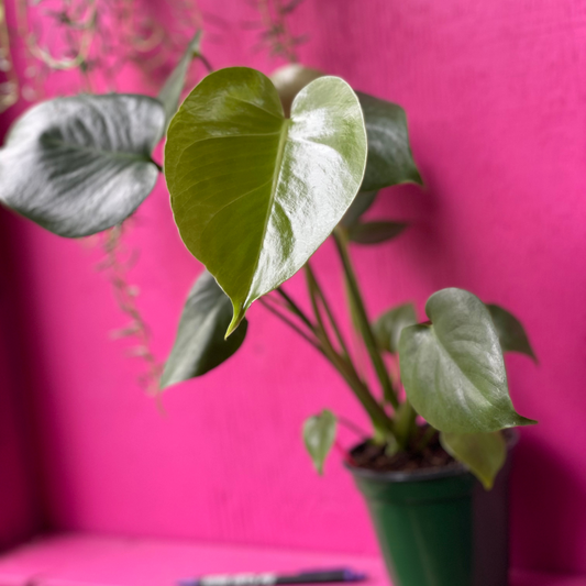 Monstera deliciosa 4 inch