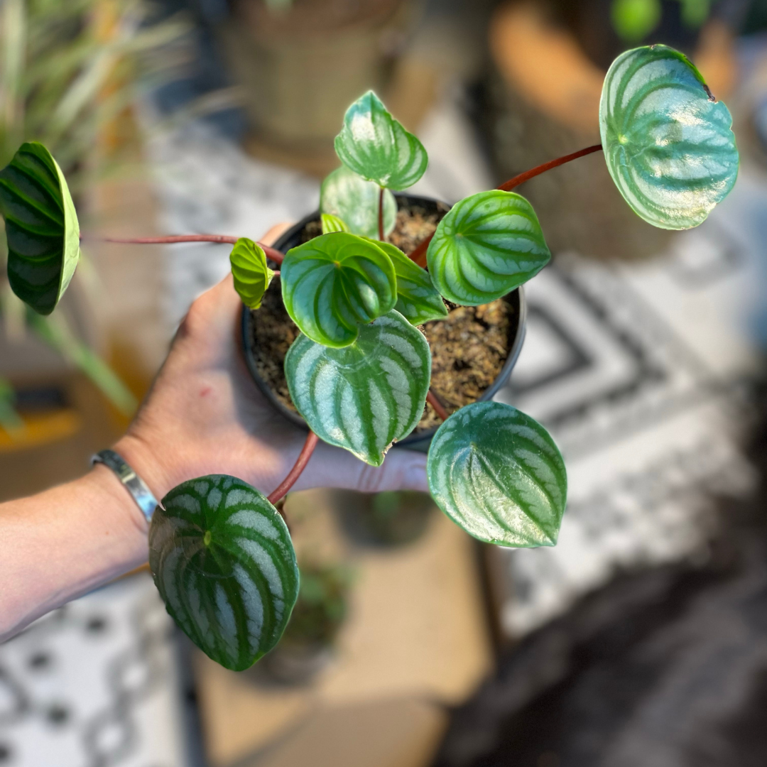 Watermelon Peperomia 4 inch