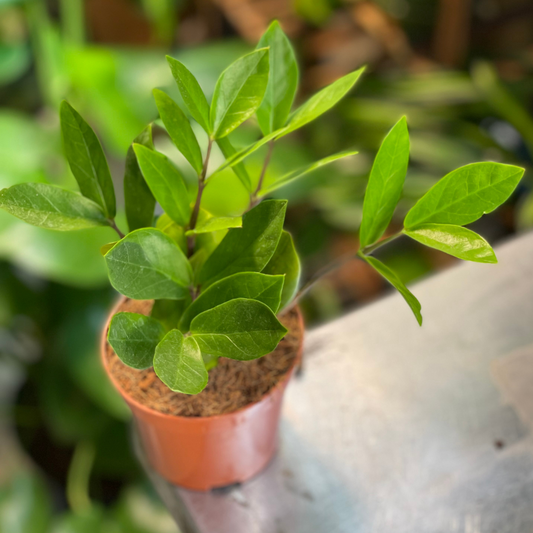 ZZ Plant Zamioculcas Zamiifolia 3.5 inch