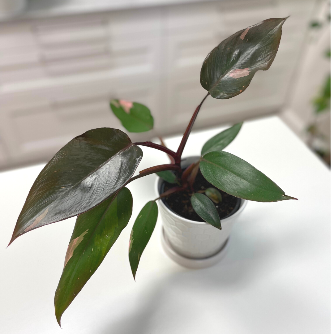 Philodendron Pink Princess 4 inch