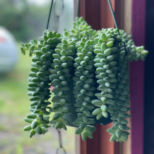 Burro's Tail Succulent 6 inch