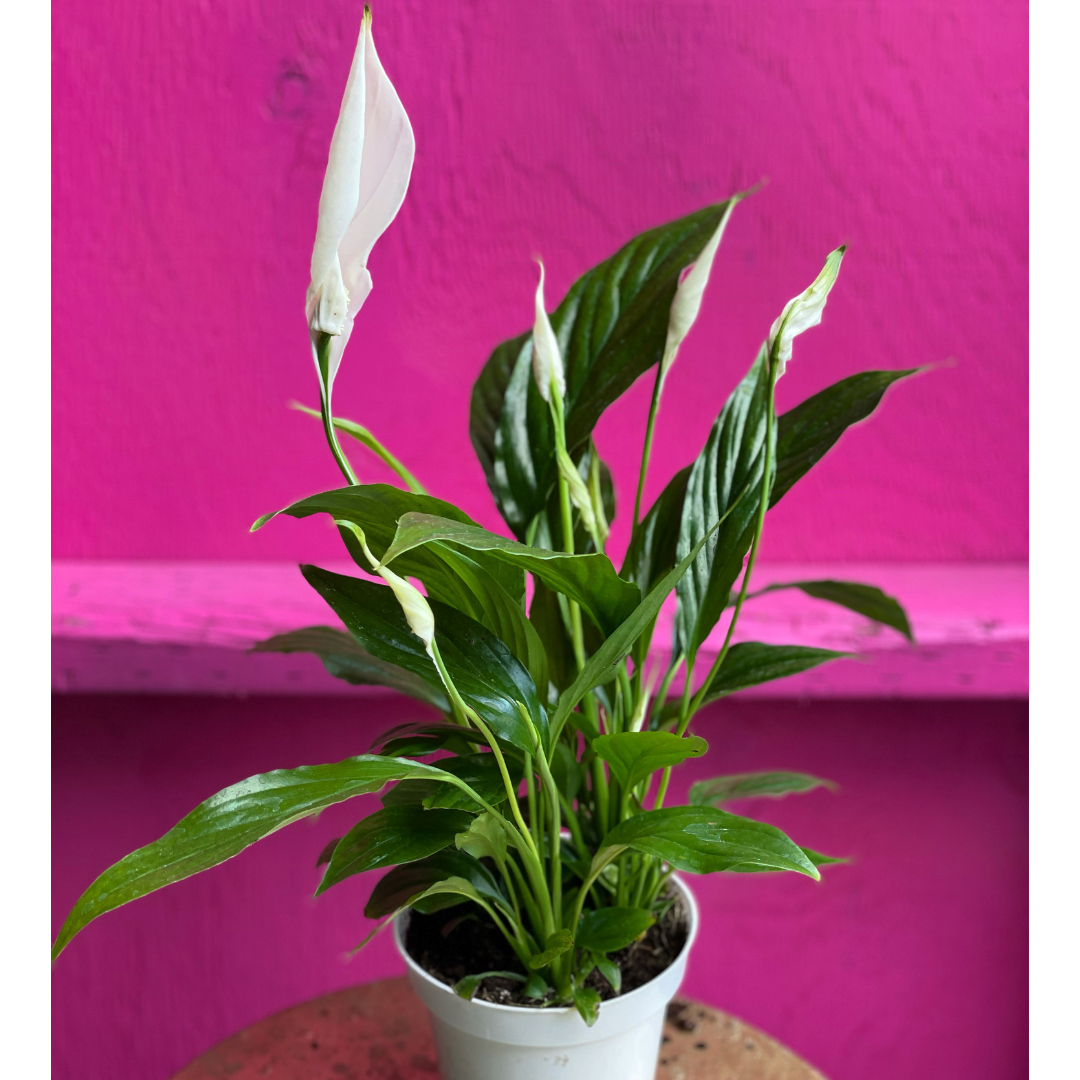 Pink Peace Lily Plant