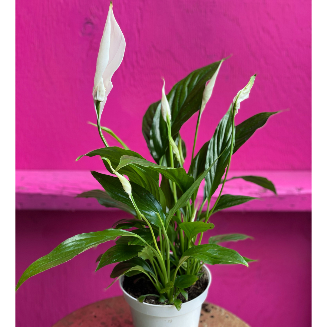 Pink Peace Pink Peace Lily Plant